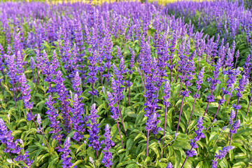 Obraz premium Beautiful Salvia Flower in the garden