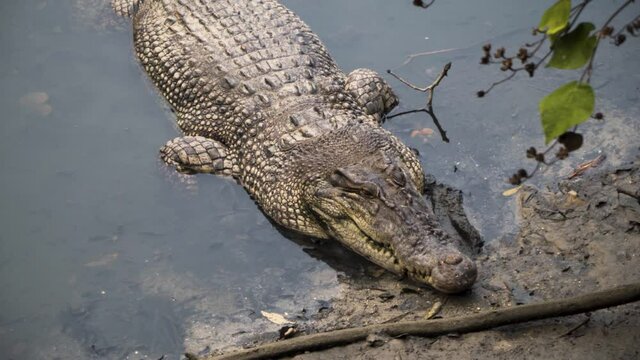 Crocodylus porosus - Saltwater Crocodile Sleeping With Head On Riverbank In Sungei Buloh Wetland Reserve, Singapore. - close up, high angle