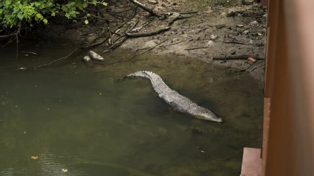 Saltwater Crocodile Resting On Water In Sungei Buloh Wetland Reserve, Singapore. - wide shot