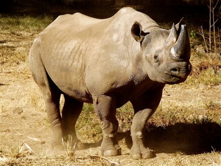 Fototapeta premium Black Rhino taken at Pretoria Zoo in South Africa 