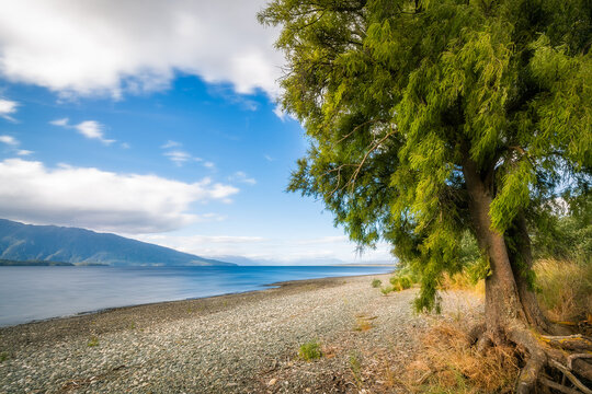 A beautiful tree in the foreground on the rocky shore of Lake Te Anau with the mountain range in the background in Fiordland National Park, New Zealand, South Island.
