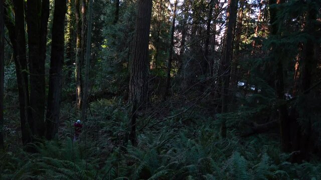 A long shot of a brilliant green forest in the Pacific Northwest as a photography takes photos.