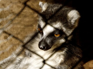 Obraz premium Lemur taken at Pretoria Zoo South Africa 