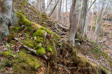 Fototapeta premium moss on the tree