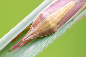 close up of a insect