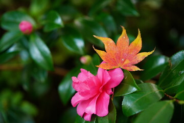 Obraz premium 紅葉