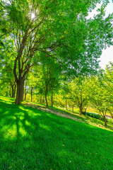 Naklejka na ściany i meble green forest background in a sunny day.