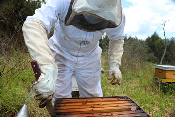 The beekeeper takes care of his apiary, looking for the bees to be healthy