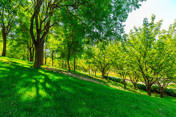green forest background in a sunny day.