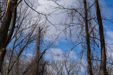 trees and sky