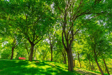 Fototapeta na wymiar green forest background in a sunny day.