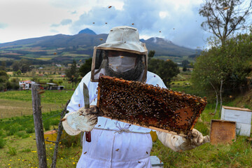 beekeeper working on a beehive holding a frame with bees, and a knive 