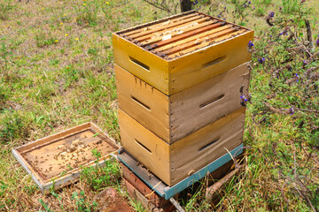 bee hives in the field