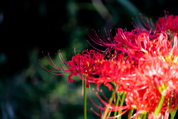 彼岸花　曼珠沙華　秋