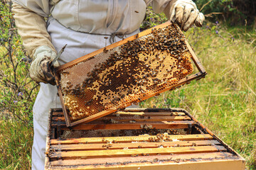 beekeeper holding a bee frame with a swarm over a open box, colony beehive