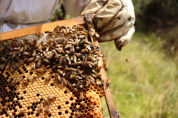 Hand holding a bee frame with bees and beeswax, open hive