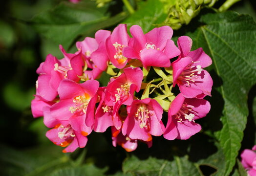 Pink clusters of Dombeya 'Seminole' flowers