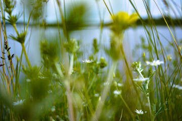 Green grass on the river bank. Close up.