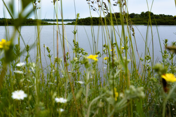 Green grass on the river bank. Close up.