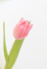 チューリップ
