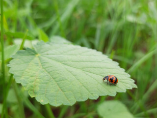 Bug sitting on the leaf