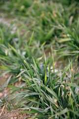 Wheat seedlings in winter fields