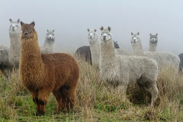 Fotobehang Grupo de alpacas en la montaña © Remigio