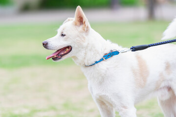 晴れた日に公園を散歩する犬