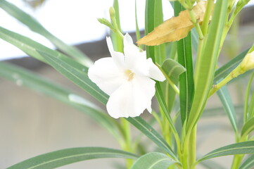 lily of the valley flower