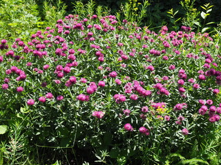 Summer Flowering Ruddy Clover Trifolium rubens Growing in a Herbaceous Border in a Garden in Rural Devon, England, UK