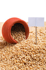Wheat grains in clay pot on white background