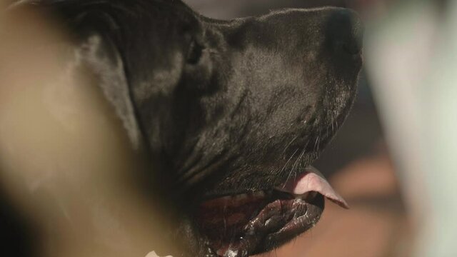Black Labrador Retriever panting in summer heat with saliva dripping, Close Up, Slow Motion