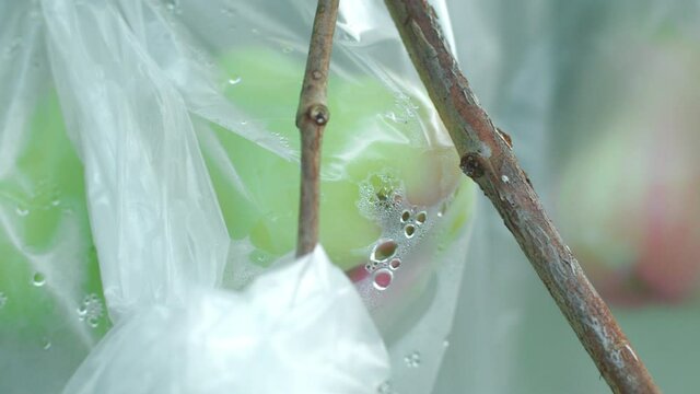 Bunch Of Rose Apple Fruit Wrapped In Plastic Bag While On Tree Branches. - Rack Focus Shot