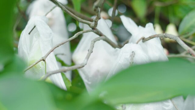 Water Apple Tree With Fruits Wrapped In Plastic Bags On Branches During Daytime On Agricultural Farm. - Selective Focus Shot