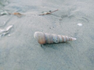 seashell on the beach