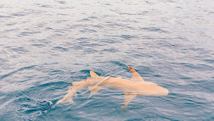 feeding sharks, reef sharks gather underwater for feeding in the Indian Ocean in the Maldives