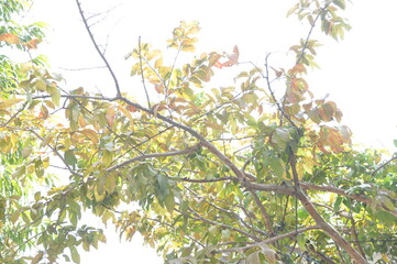 leaves on a branch