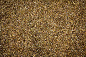 wheat, Tibetan plateau