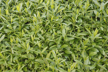 Green garden bushes texture