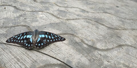 Fototapeta na wymiar butterfly on the ground defocused baground