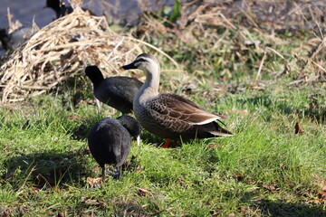 冬の河川敷で休憩するカルガモとオオバン