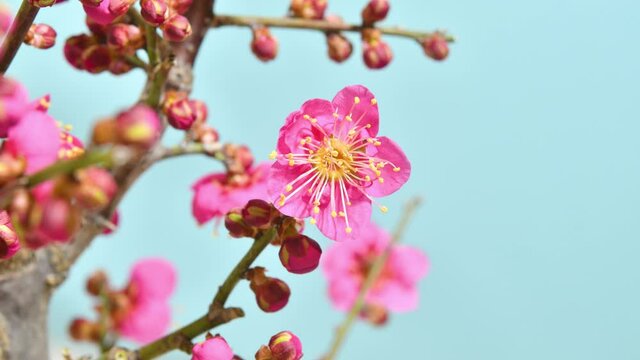 梅の花　開花　タイムラプス