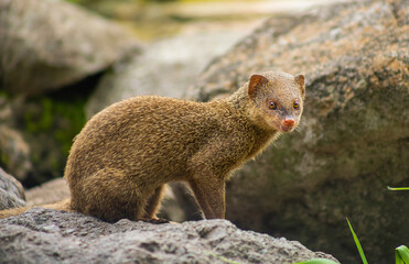 An angry Mongoose.