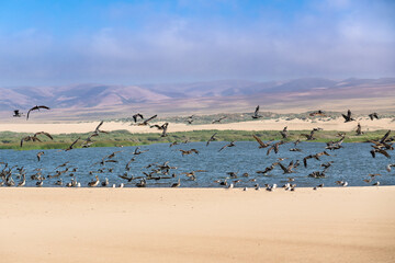Large group of birds on the beach. Flying pelicans and seagulls, Guadalupe-Nipomo Dunes National Wildlife reserve, California