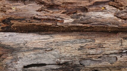 Naklejka na ściany i meble tekstur kayu jati