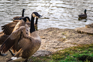 Close up of a sunlit Canada Goose on left side of screen in front water, with its wings opened at its side