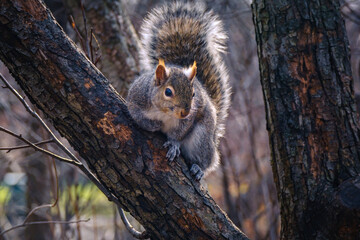 A Chill Gray Squirrel back lit by the sun, sitting atop a tree branch looking toward camera right
