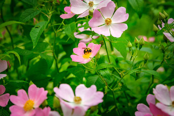 A fuzzy honey bee covered in sticky yellow pollen, collects more from the center of a pink Carolina Rose flower in spring