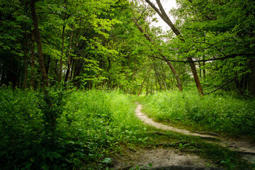 An explosion of green foliage in spring surrounding a winding footpath path though the woods