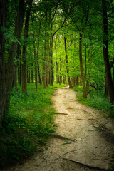 An explosion of green foliage in spring surrounding a dirt footpath path though the woods